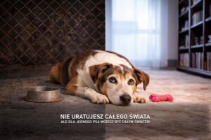 Read more about the article Z wizytą w schronisku „Tulimy Łapki”